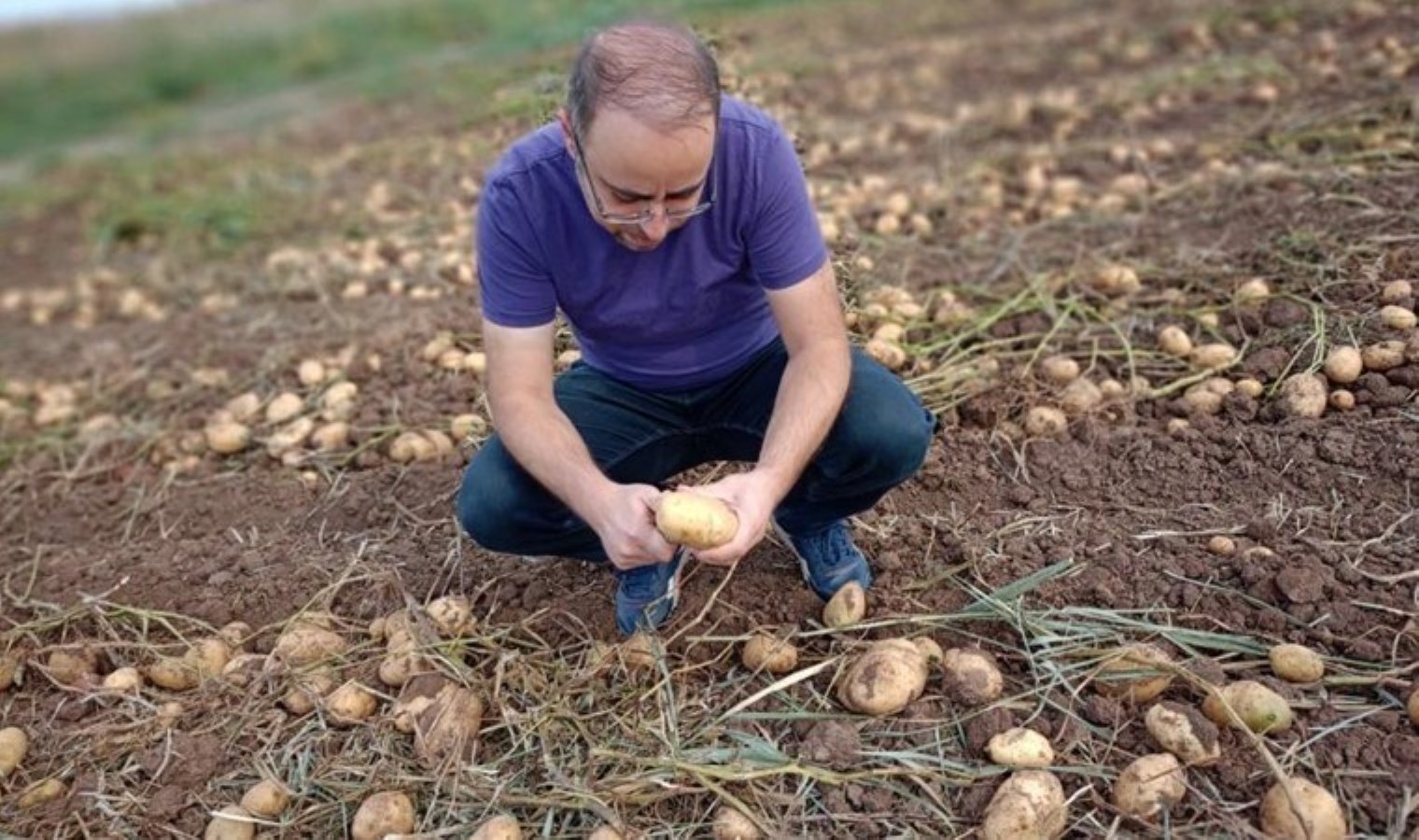 Beyşehir’de hasat başladı: Cipsin ana malzemesi