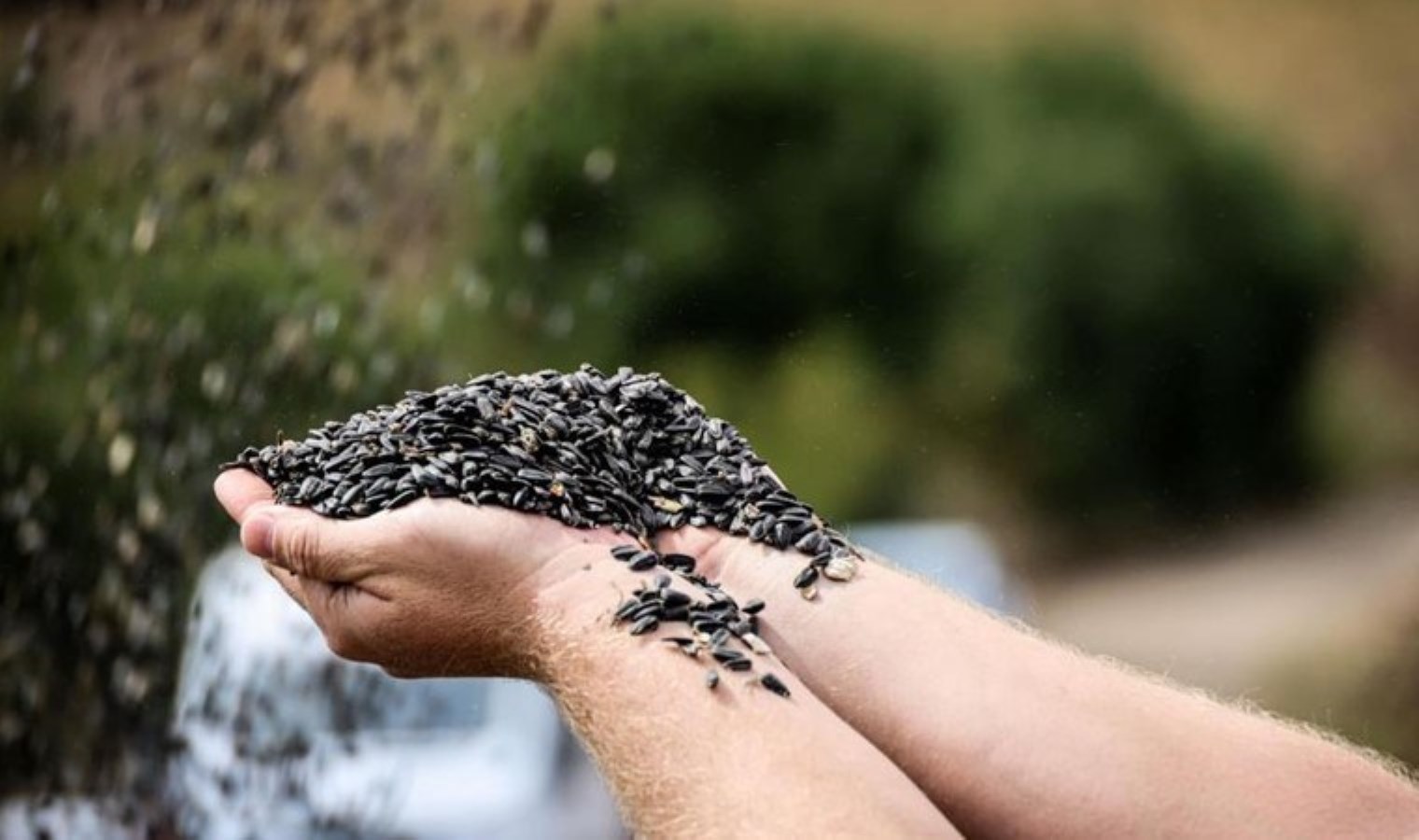 Bilecik’te hasat başladı: “Dönüm başına 350 kilo ürün”