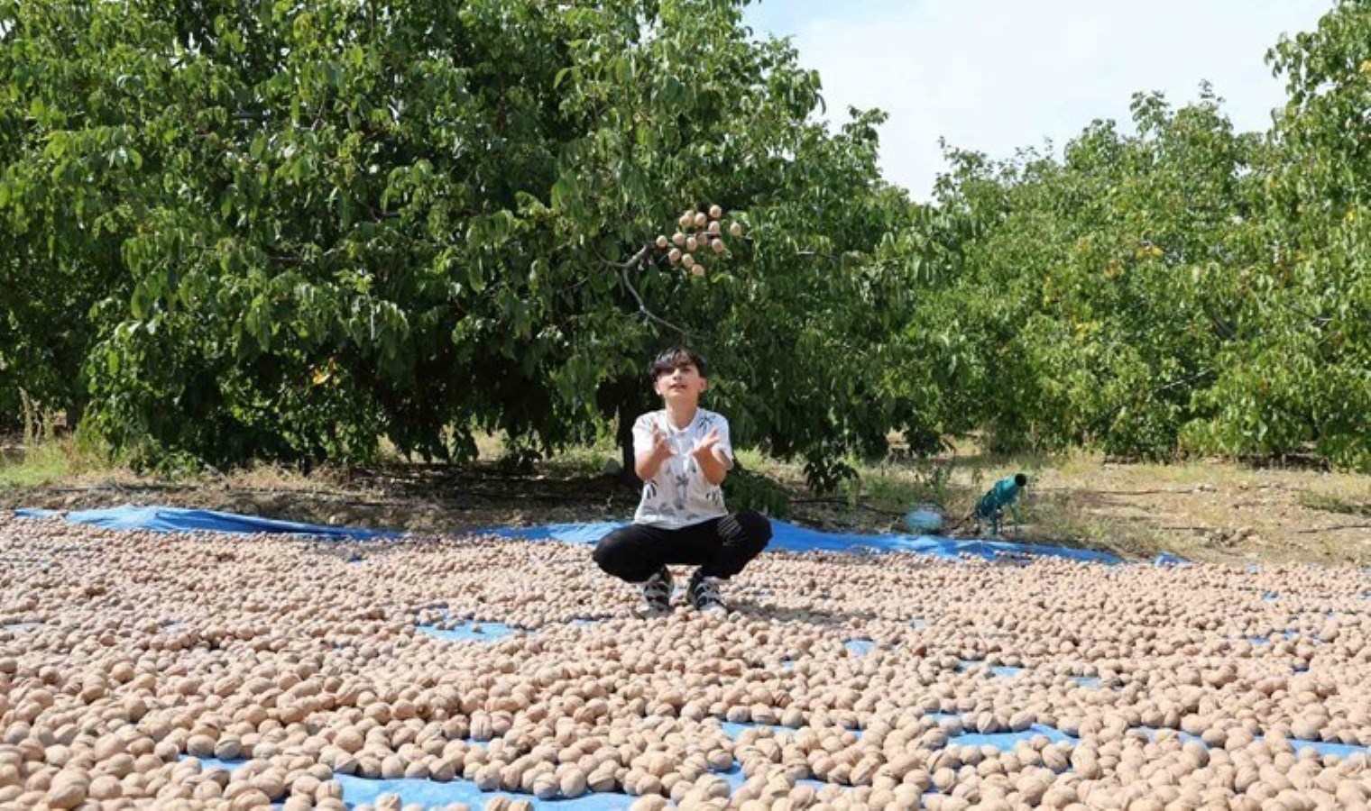 Bu köyün cevizi Amerika ve Avrupa’ya gönderiliyor! 19 bin ton rekolte bekleniyor…