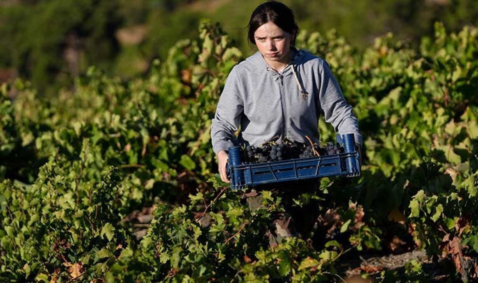 Çatalca Dağı’nın eteklerinde yetişiyor: Mahallenin en önemli geçim kaynağı! Çuvallarla korunuyor