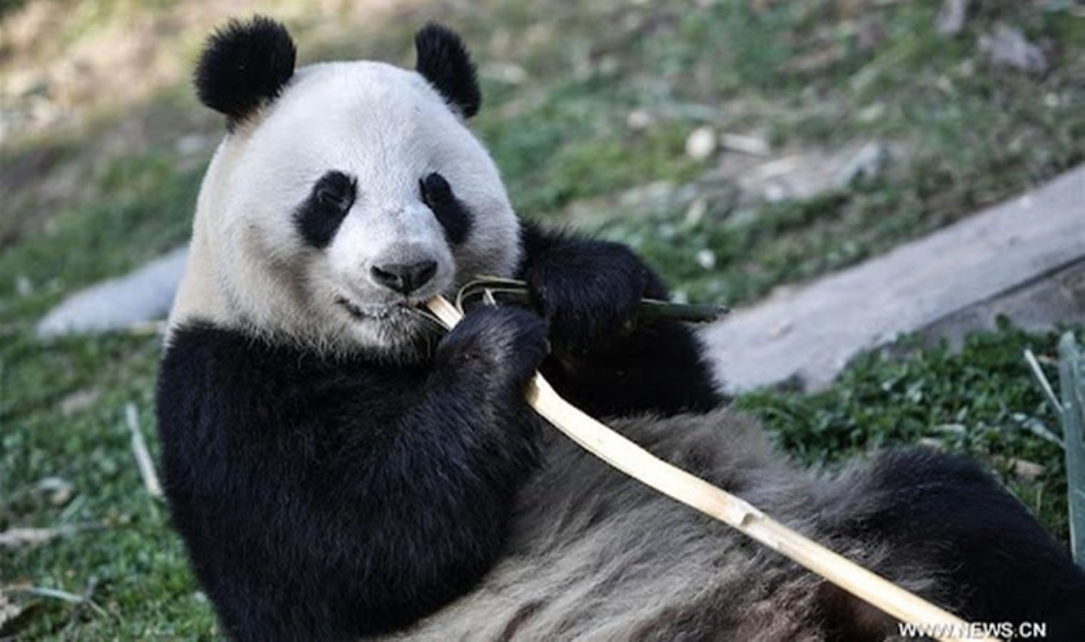 Çin’e 2 pandayı iade edecek: ‘Ekonomik sıkıntılar nedeniyle…’