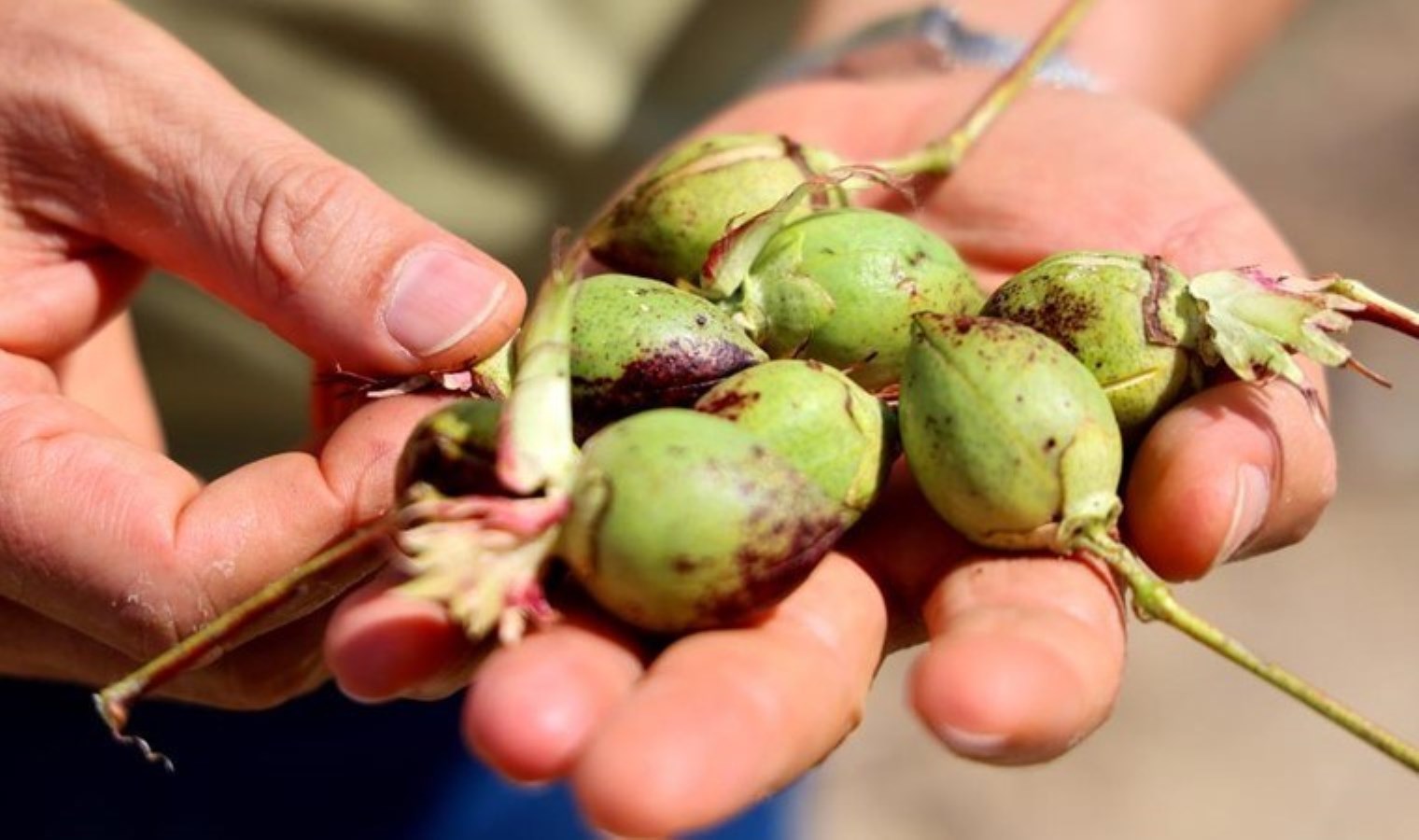 Çukurova’da hasat vakti geldi: Ekim alanı 147 bin dönüme geriledi, verim düştü!