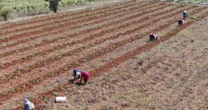 Deneme amaçlı dikti, siparişlere yetişemiyor! Bir kişi bir günde 80 kilo ürün topluyor…