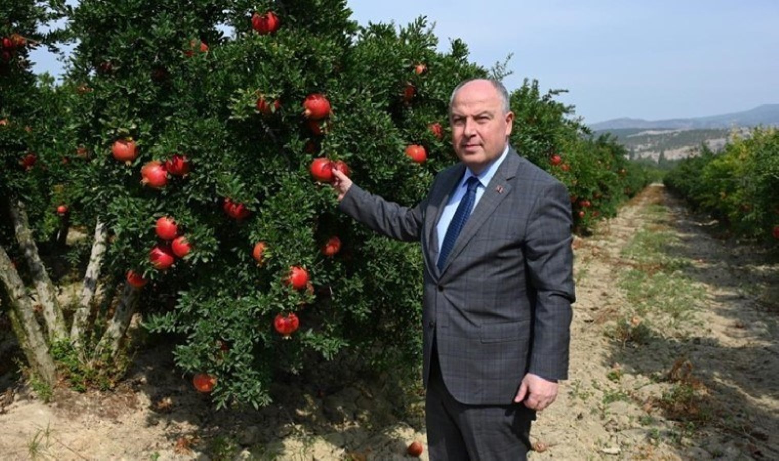 Denizli’de bugün itibarıyla hasat başladı: Yüzde 80’i Avrupa’ya ihraç ediliyor