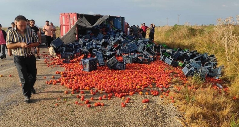 Domates üreticileri isyan etti! ‘Ürünler tarlada çürüyor’