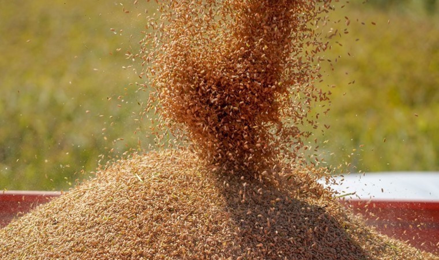 Edirne’nin ‘beyaz altın’ında hasat başladı: Mayıs ayında ekilmişlerdi…