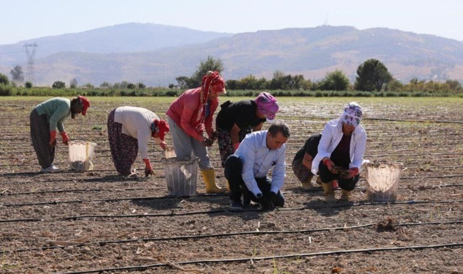Efeler’de ekim zamanı! 50 dönümlük arazide yetişecek…