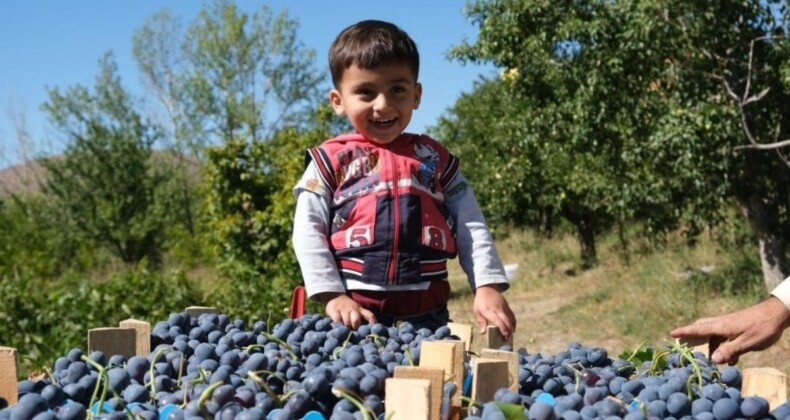 Erzincan’da hasadına başlanan Cimin Üzümü’nün yararları saymakla bitmiyor