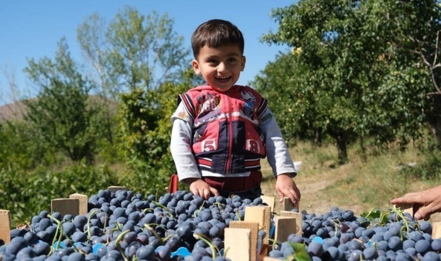 Erzincan’da hasat başladı: Demir deposu…