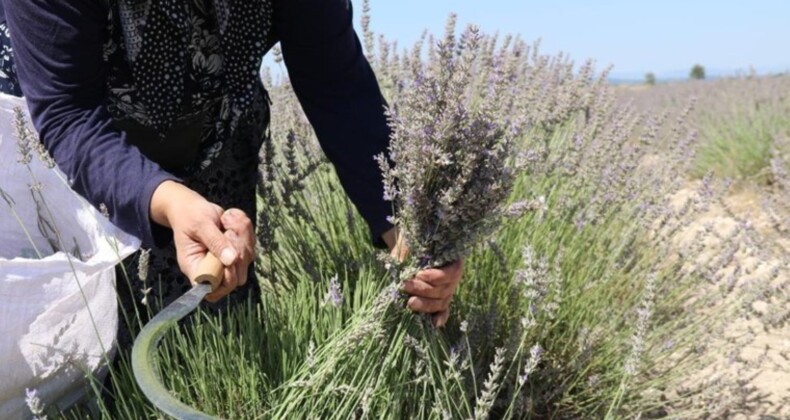 Eskişehir’de el yordamı ile hasat başladı: 100 kilosundan 2 litre yağ elde ediliyor