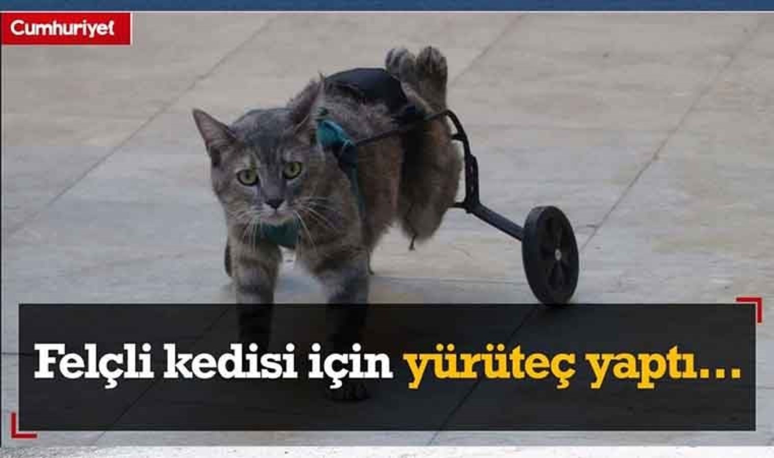 Felçli kedisi için yürüteç yaptı…