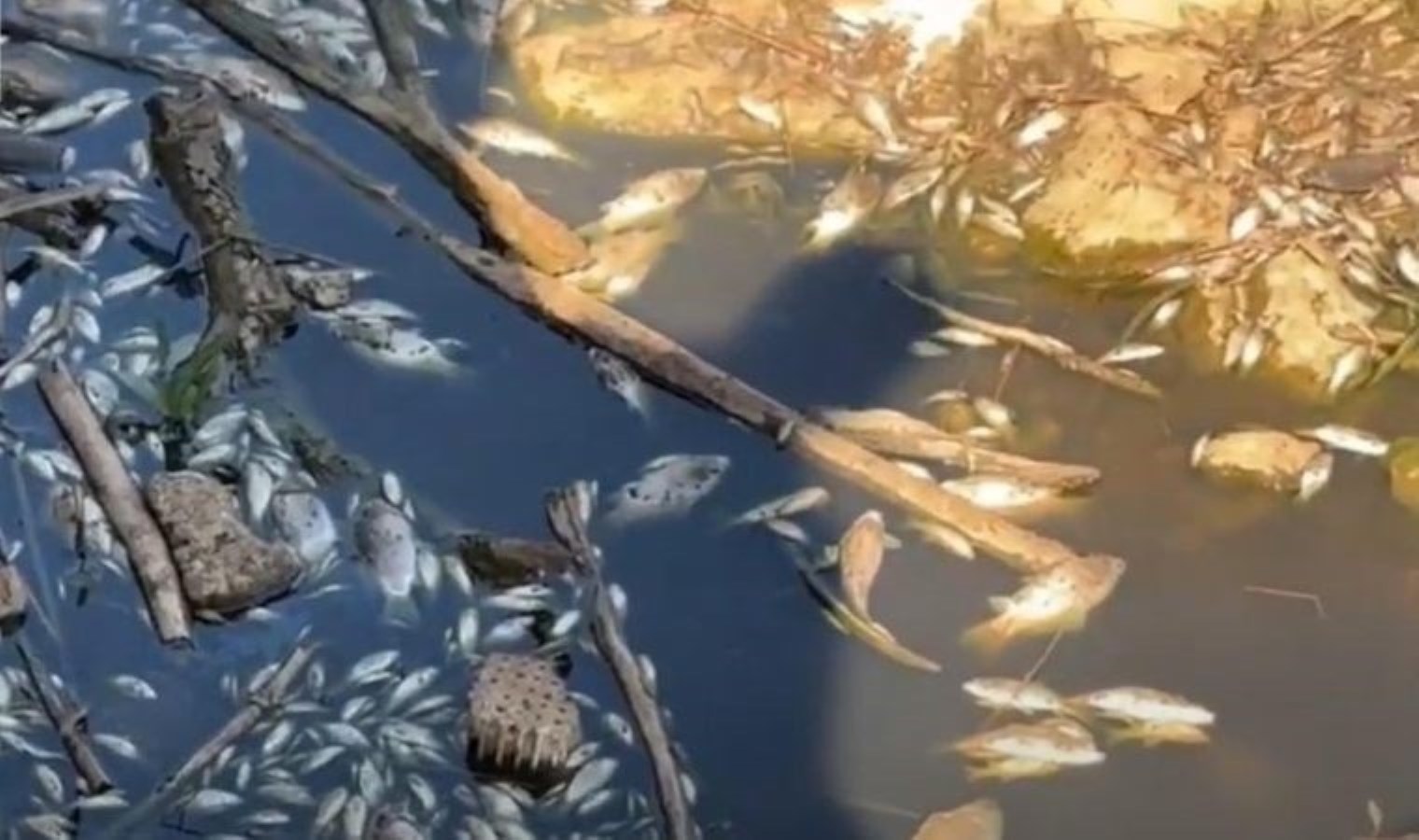 Gediz Nehri’nde tedirgin eden balık ölümleri