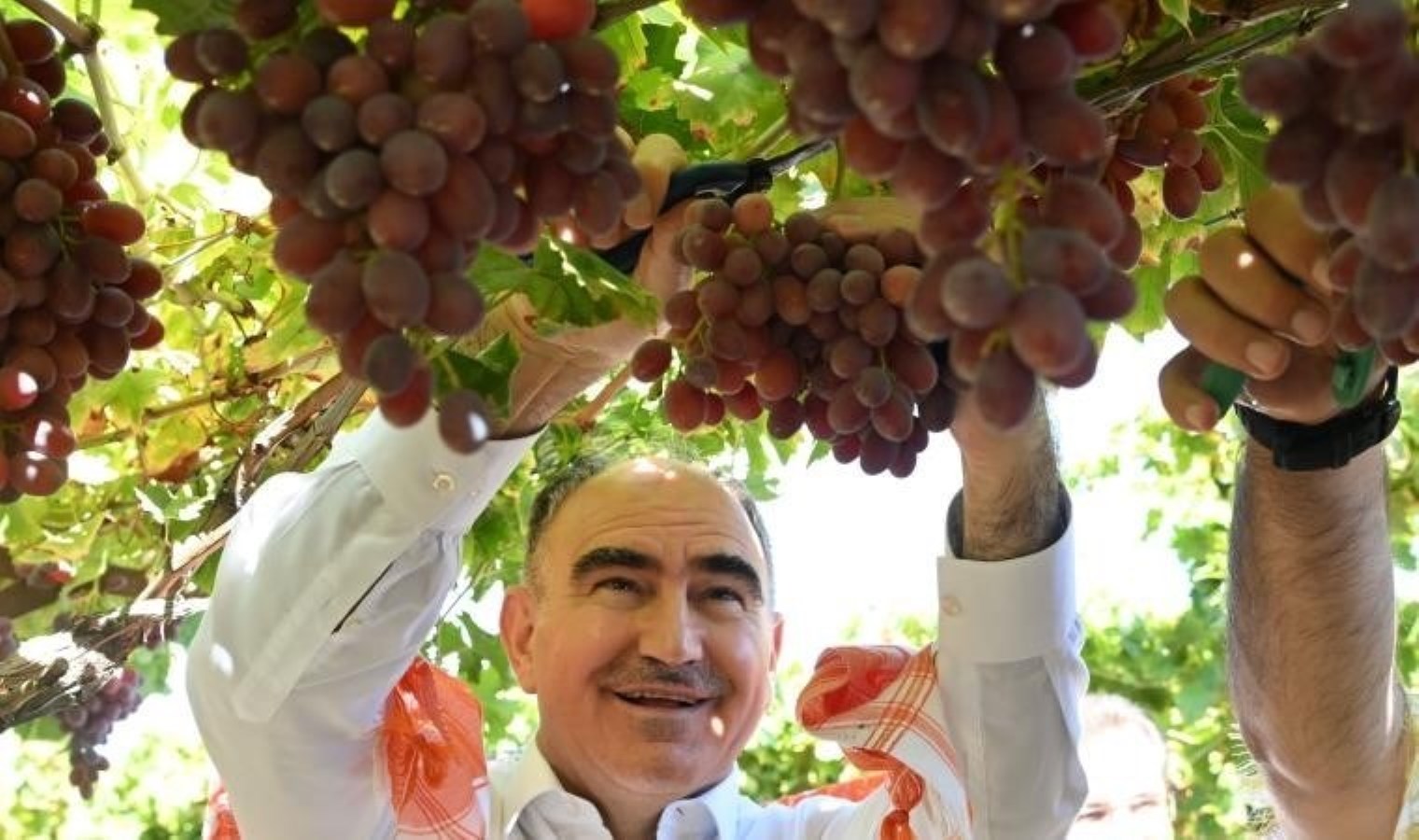 Gediz Ovası’nın bereketli topraklarında hasat başladı! 40 bin ailenin geçim kaynağı…