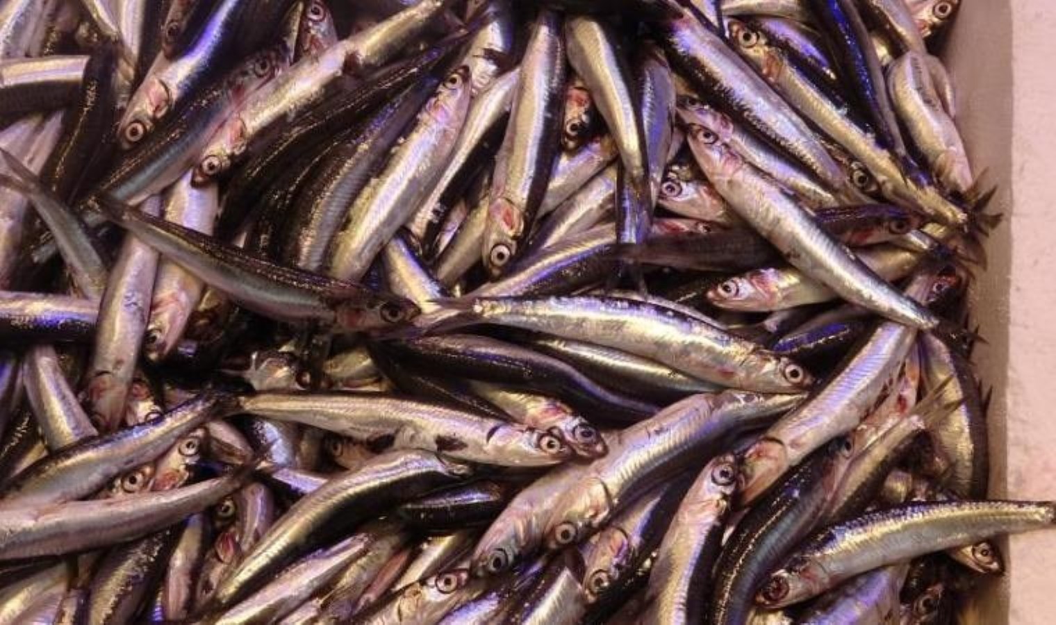 Hamsinin fiyatı 50 lira birden düştü