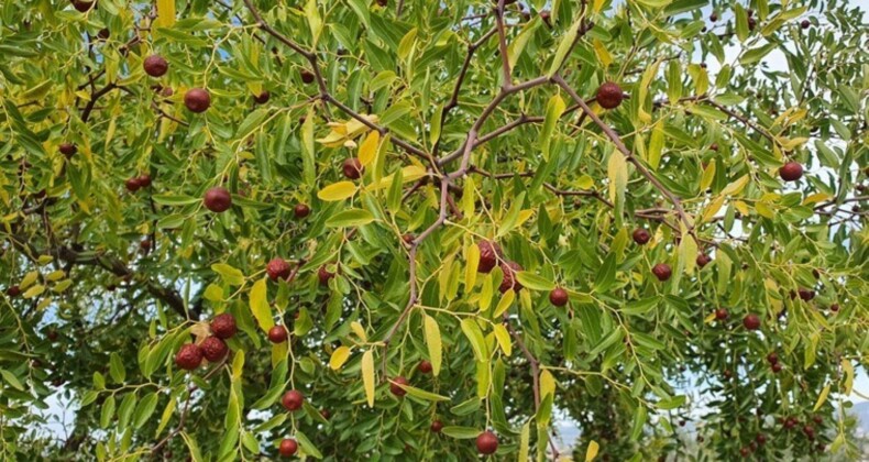 Hasadı Manisa’da başladı: Hastalıklara karşı kalkan oluyor! 4 gün çuvalda bekletiliyor…