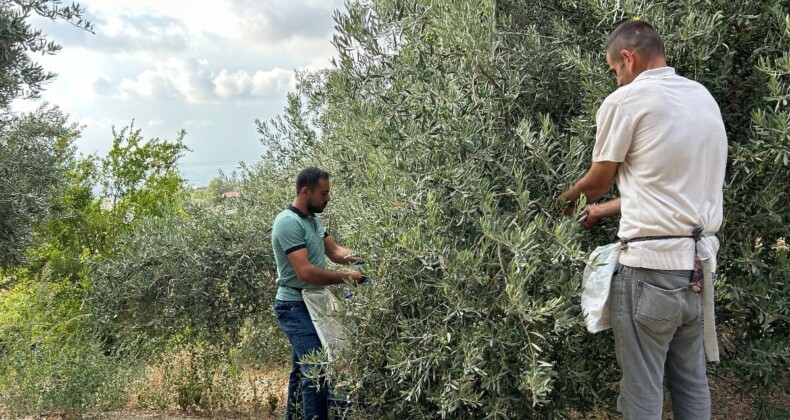 Hatay’da deprem bölgesinde yüz güldüren hasat