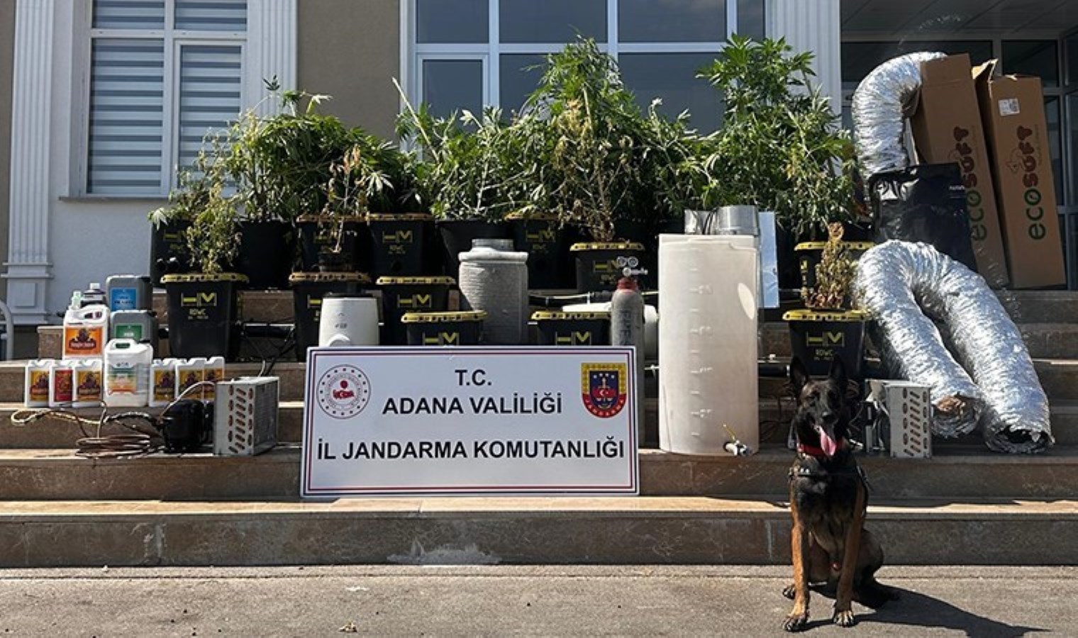 ‘İklimlendirme sistemi’ ile kenevir yetiştirenlere operasyon: 1 gözaltı