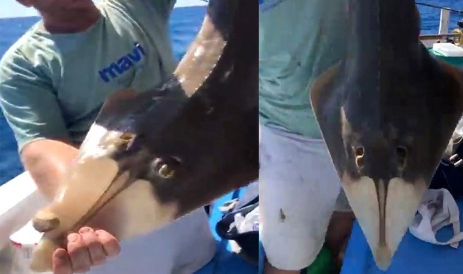 ‘İnsan yüzlü’ balık oltaya takıldı