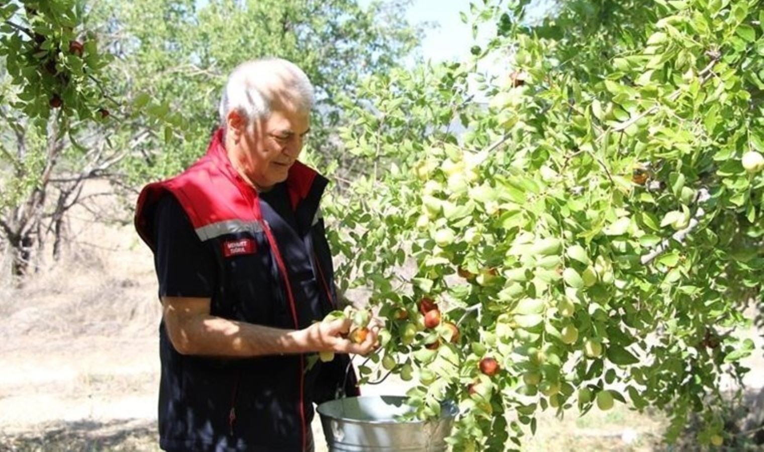 Isparta’da hasat başladı: Bir ağaçtan 35 kilo toplanıyor
