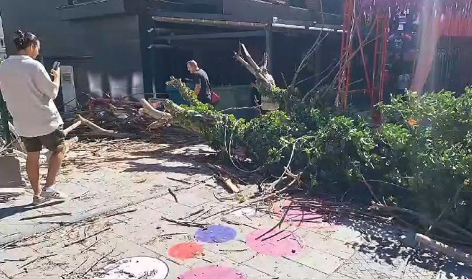 Kadıköy’de ağaç devrildi: Otomobil zarar gördü