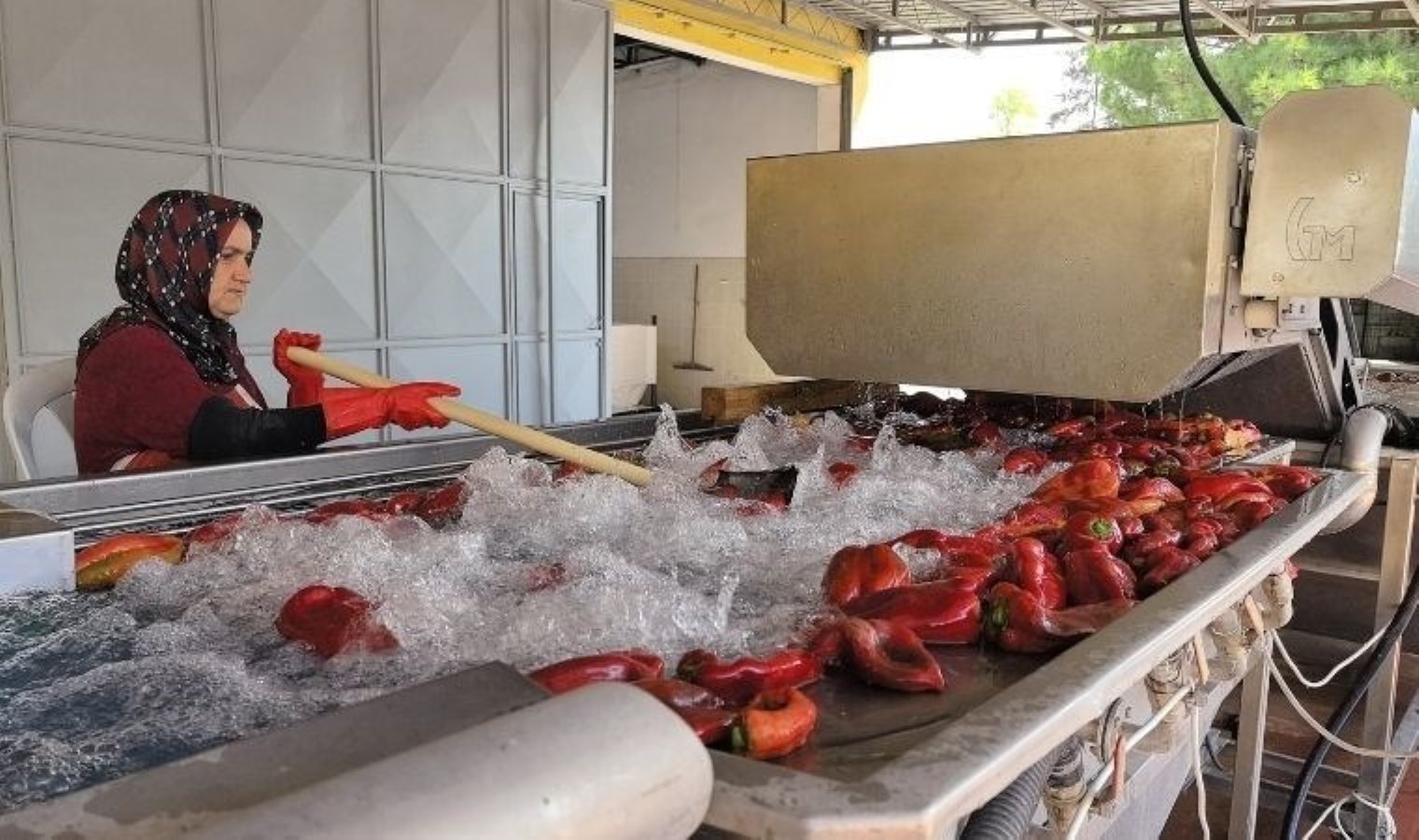 Kadın eli değdi: 400 ton Hollanda’ya ihraç edildi