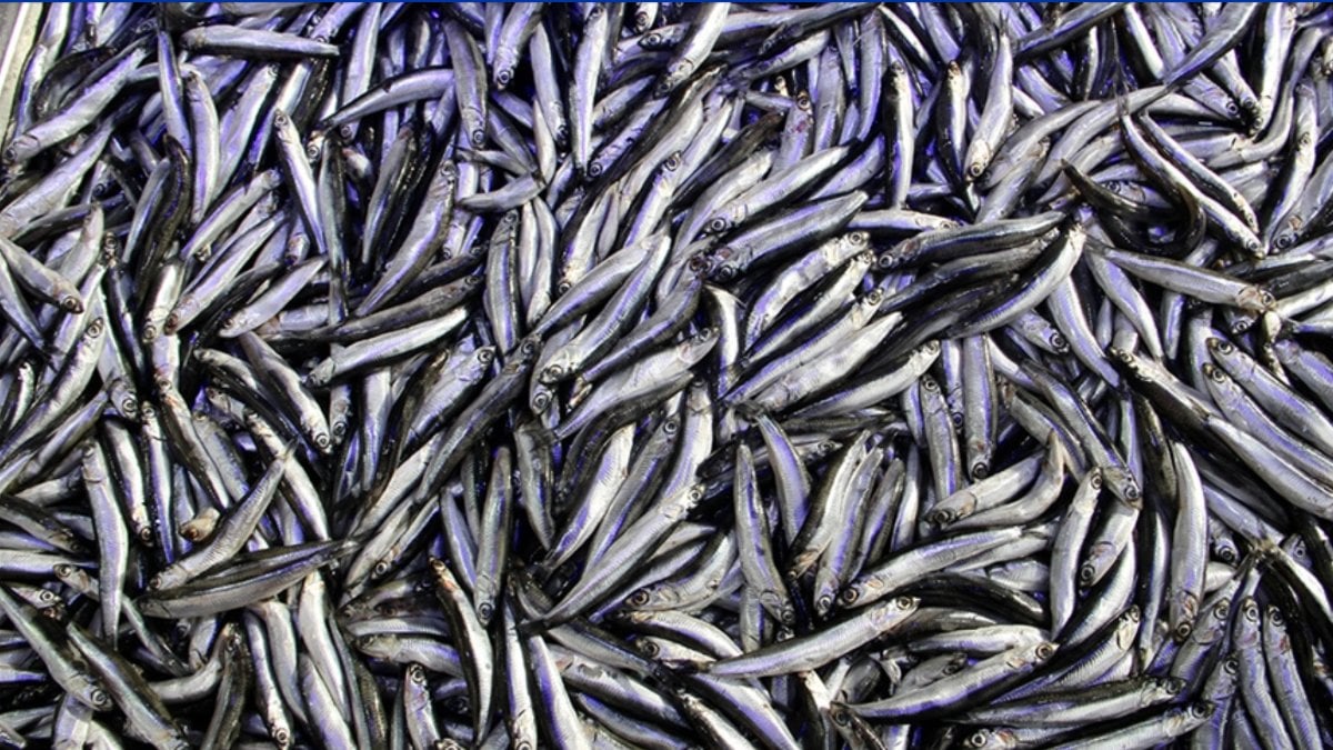 Karadeniz’de hamsi varlığı kota ile korunuyor