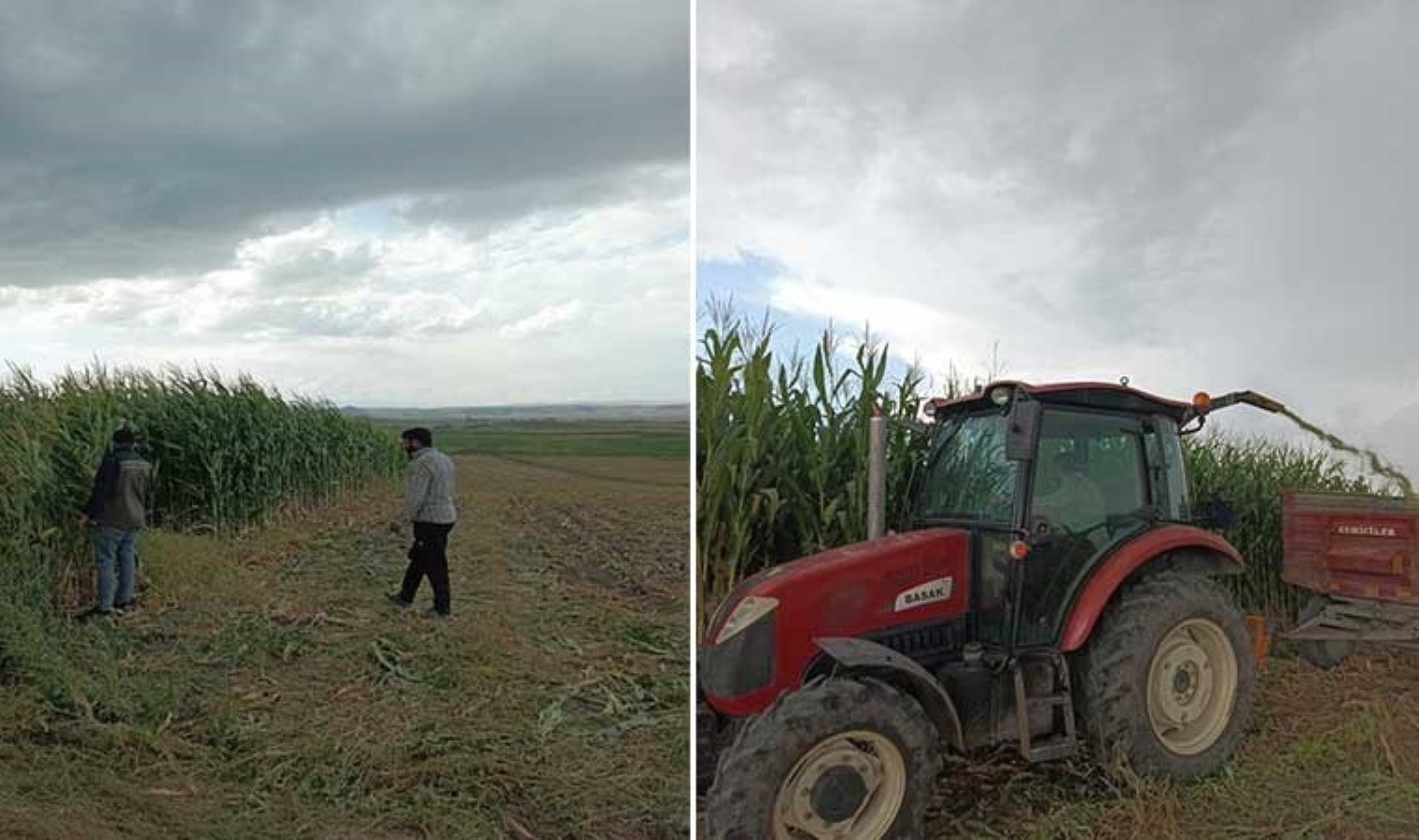 Kars’ta hasat başladı: Yüksek verim bekleniyor