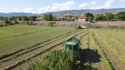 Kastamonu’da hasat başladı: 12 köyden 146 çiftçi tarafından üretildi…