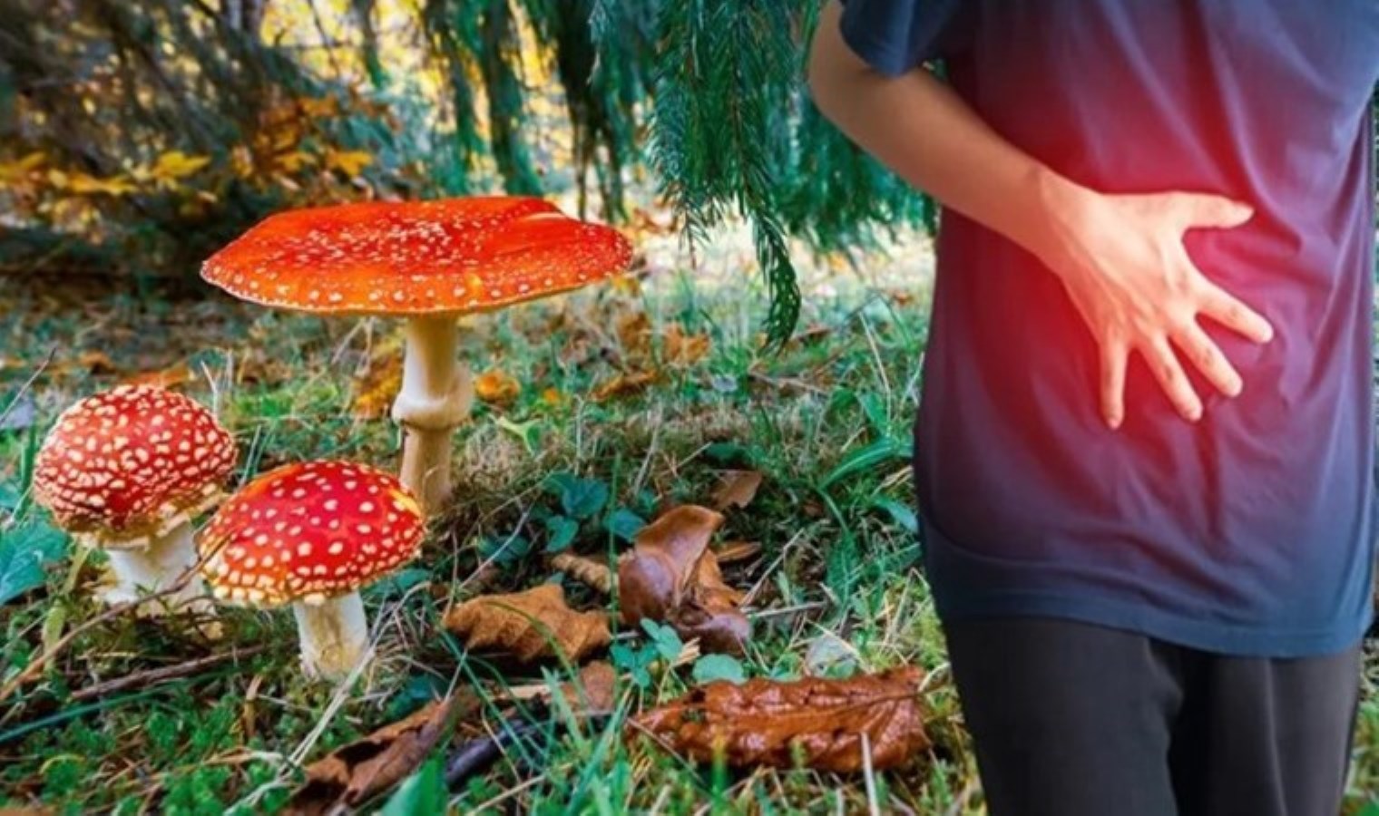 Kastamonu’da mantardan zehirlenen 5 kişi hastaneye kaldırıldı