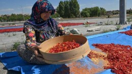 Kayseri’de yetiştiriliyor: Bir mahallenin geçim kaynağı! 12 ton ürün çıkıyor