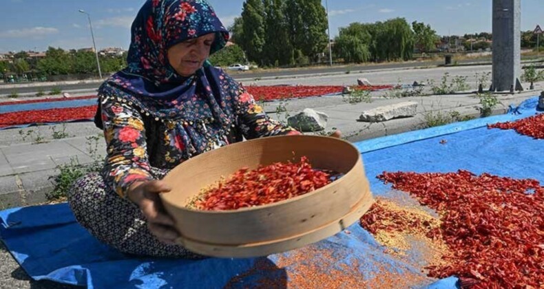 Kayseri’de yetiştiriliyor: Bir mahallenin geçim kaynağı! 12 ton ürün çıkıyor