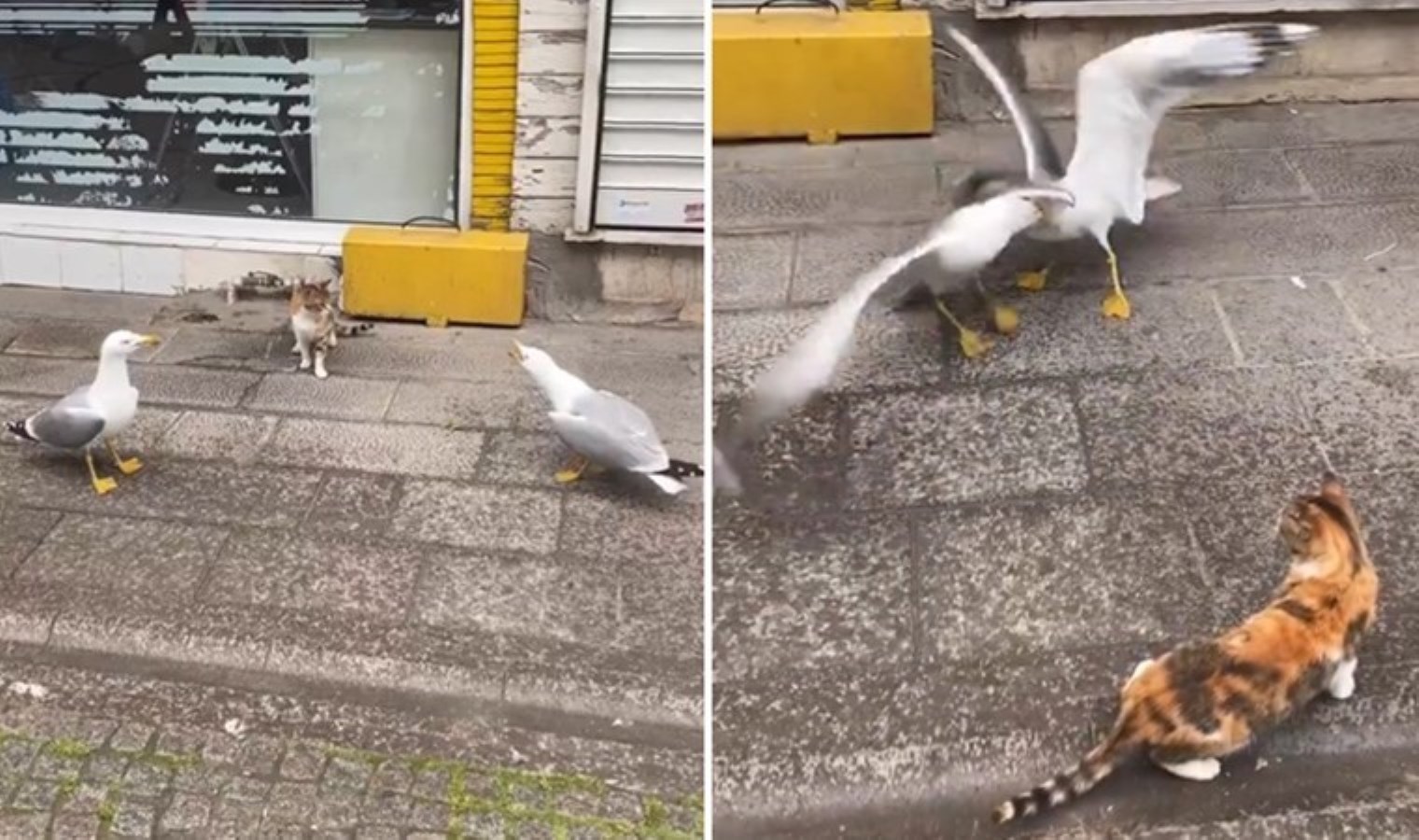 Kedi hakem oldu… Martılar kavga etti!