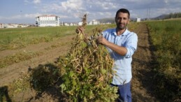 Kelkit’in coğrafi işaretli lezzetinde hasat sürüyor: Çinko deposu