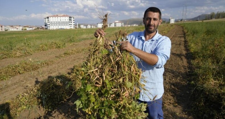 Kelkit’in coğrafi işaretli lezzetinde hasat sürüyor: Çinko deposu