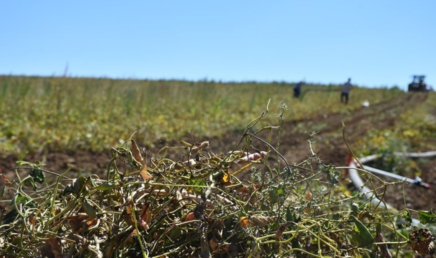 Kelkit’te hasat başladı: 800 ton arasında rekolte bekleniyor!