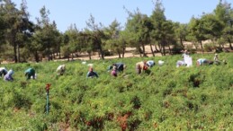 Kilis’in sulak olan her yerinde yetişiyor: Şehrin geçim kaynağı…