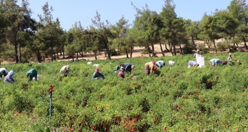 Kilis’in sulak olan her yerinde yetişiyor: Şehrin geçim kaynağı…