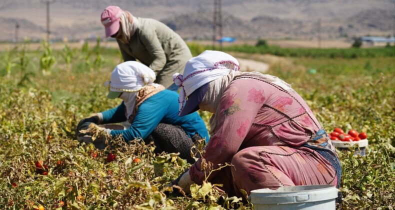 Kırıkkale’de çiftçiler, 1.300 lira yevmiyeyle bile çalıştıracak işçi bulamıyor