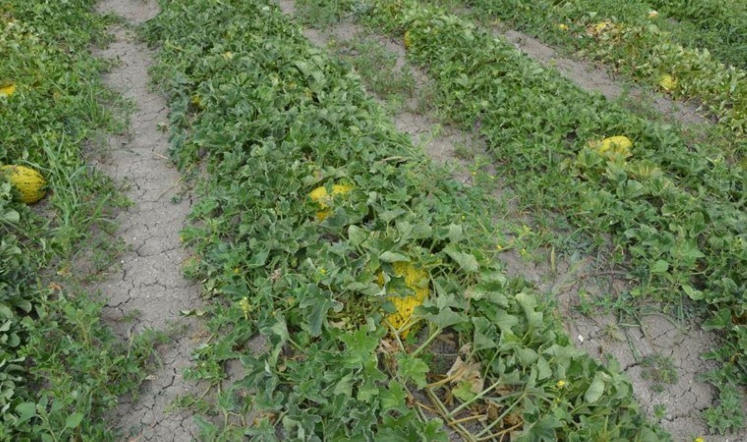 Kırkağaç’ta hasat 1 ay gecikti: Yazın 6 kışın 16 liraya satılıyor