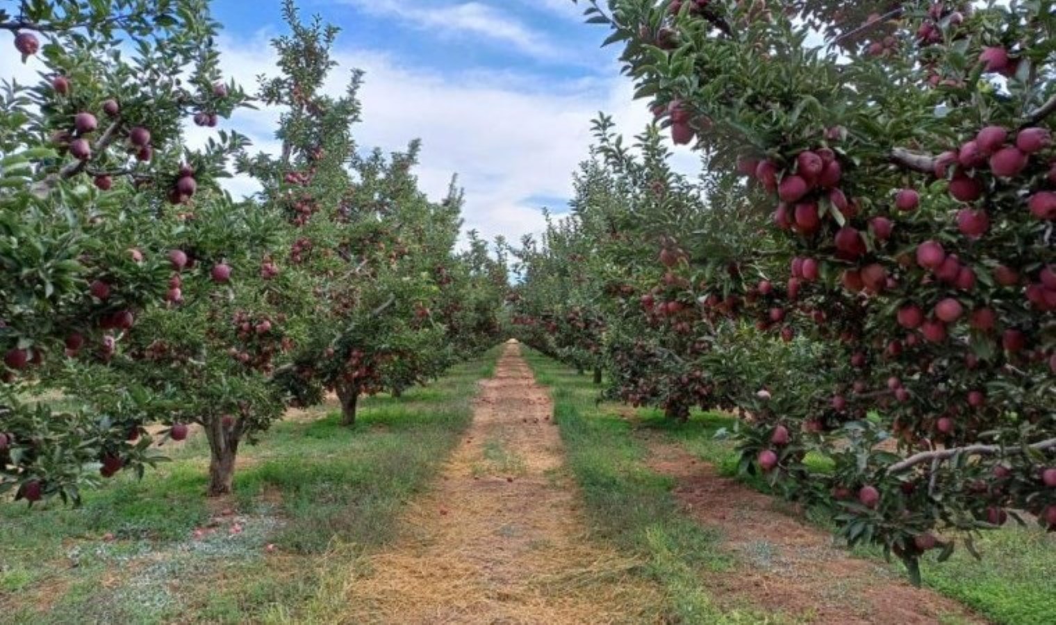 Konya’nın üretim merkezinde hasat devam ediyor!
