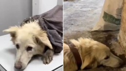 Köpeği döverek öldüren sanığa 5 ay hapis cezası