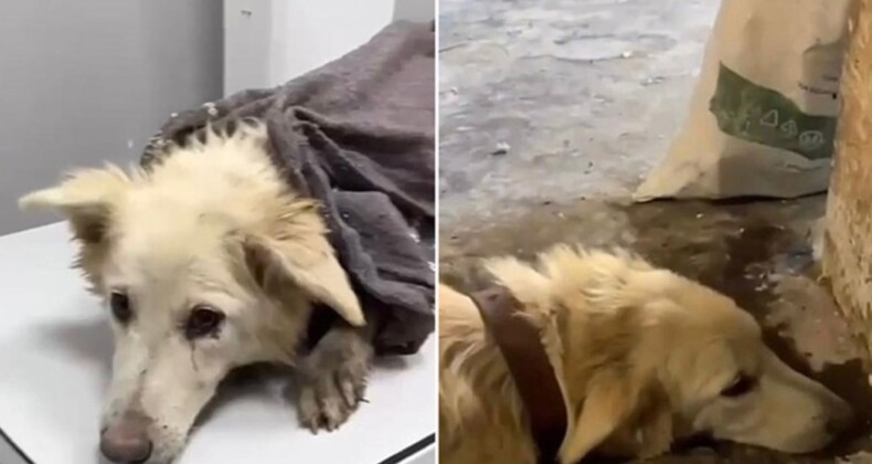 Köpeği döverek öldüren sanığa 5 ay hapis cezası