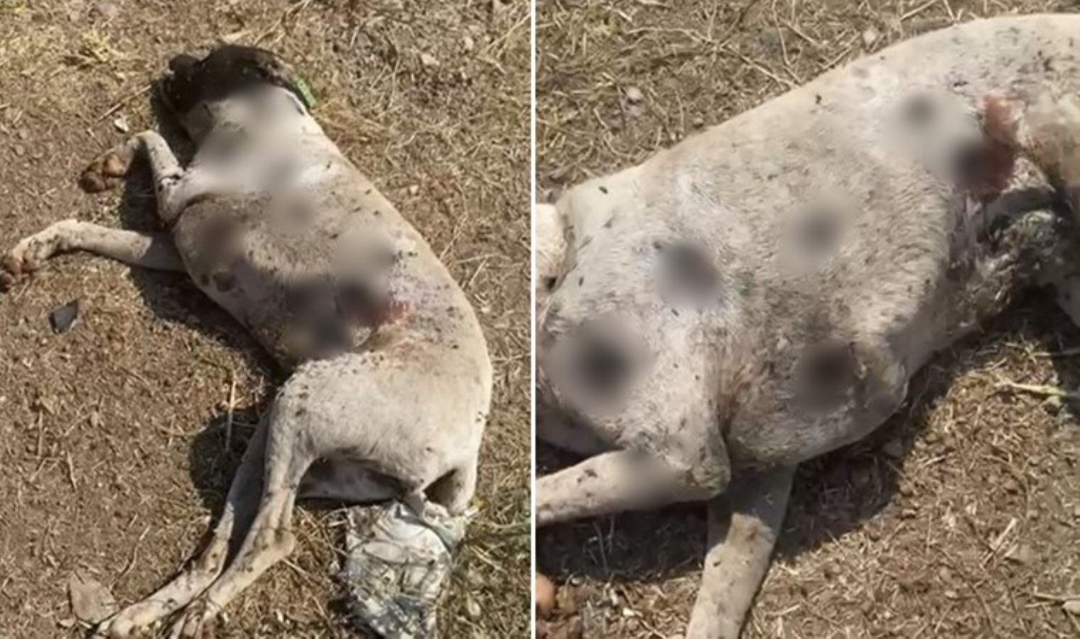 Köpekler silahla vurulmuş halde bulunmuştu… İnceleme başlatıldı!