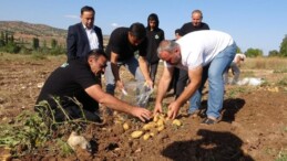 Kümbet Ovası’nda hasat başladı: Fiyat yarı yarıya düştü! Tarlada 4 liradan satılıyor