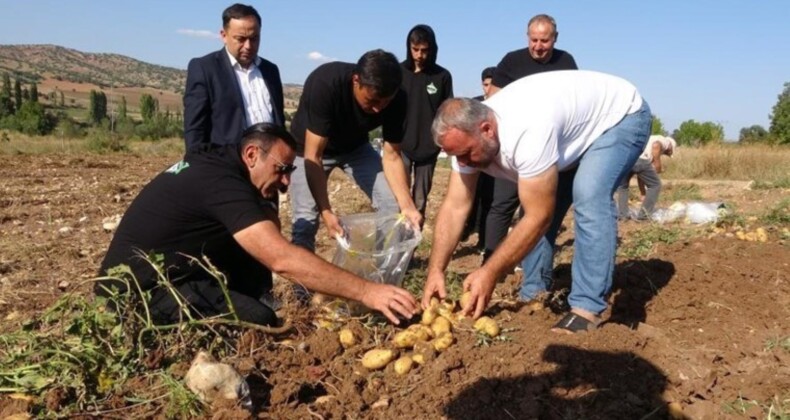 Kümbet Ovası’nda hasat başladı: Fiyat yarı yarıya düştü! Tarlada 4 liradan satılıyor