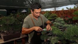 Kurumsal hayatı bırakıp bonsai yetiştirmeye başladı