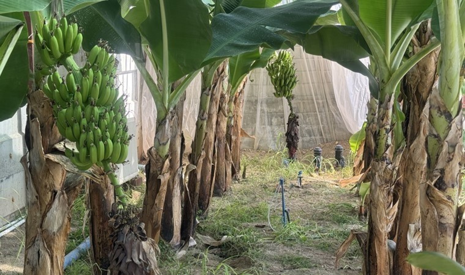 Malatya’da deneme amaçlı ekti: ‘Burada yetişmez’ diyenlere inat ilk hasat başladı