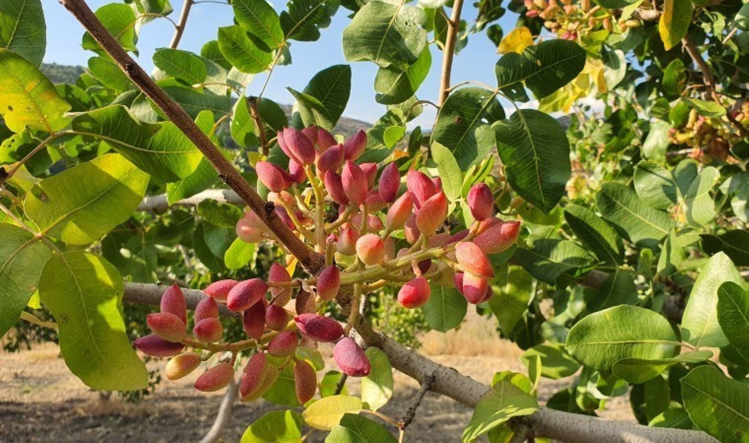 Manisa’da ekildi, hasat zamanı başladı: Bu sene kilosu 300 TL