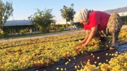 Manisa’da üzüm üreticilerinin gözü kulağı meteorolojide