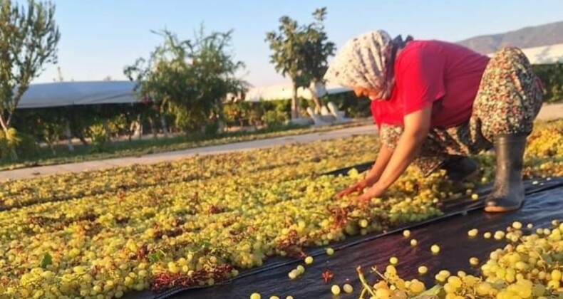 Manisa’da üzüm üreticilerinin gözü kulağı meteorolojide